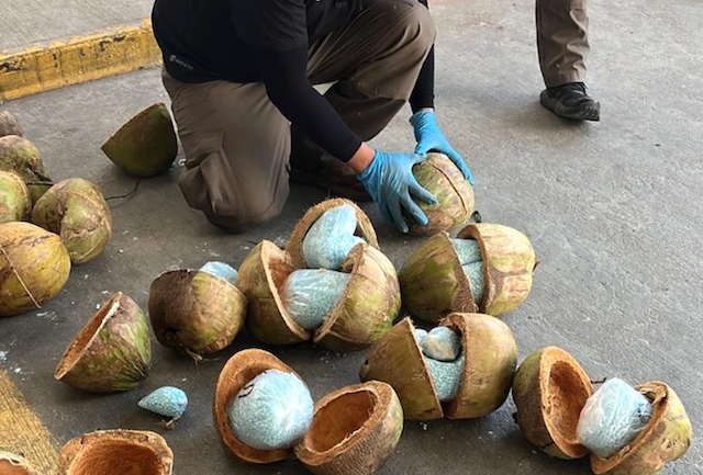 Decomisan 300 kilos de fentanilo escondidos dentro de cocos en Sonora