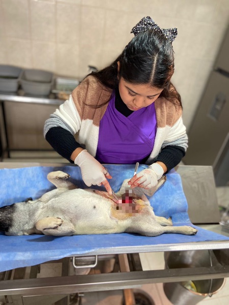 Suma CCA 92 mascotas esterilizadas durante febrero