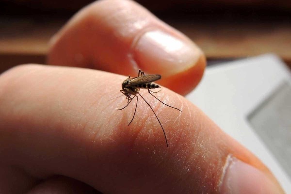 Un hogar limpio previene el dengue