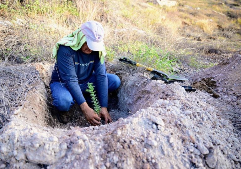 Sonorenses se suman a Jornada Nacional de Reforestación en Cerro de la Cementera y reconocen impulso de Sheinbaum y Durazo